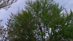 Pruning reduces liability while improving the health and beauty of the tree.